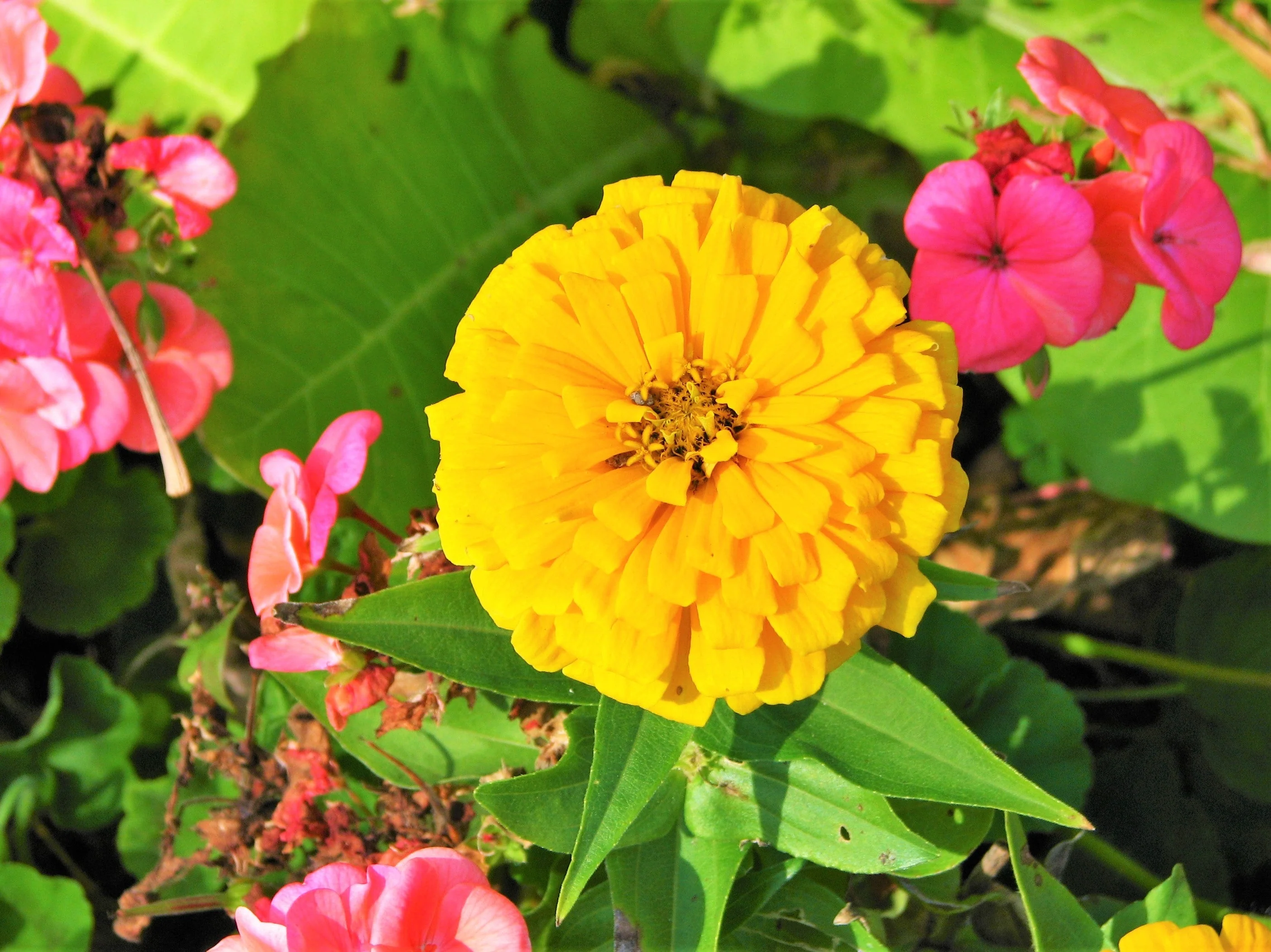 Canary Bird Zinnia - Image 3