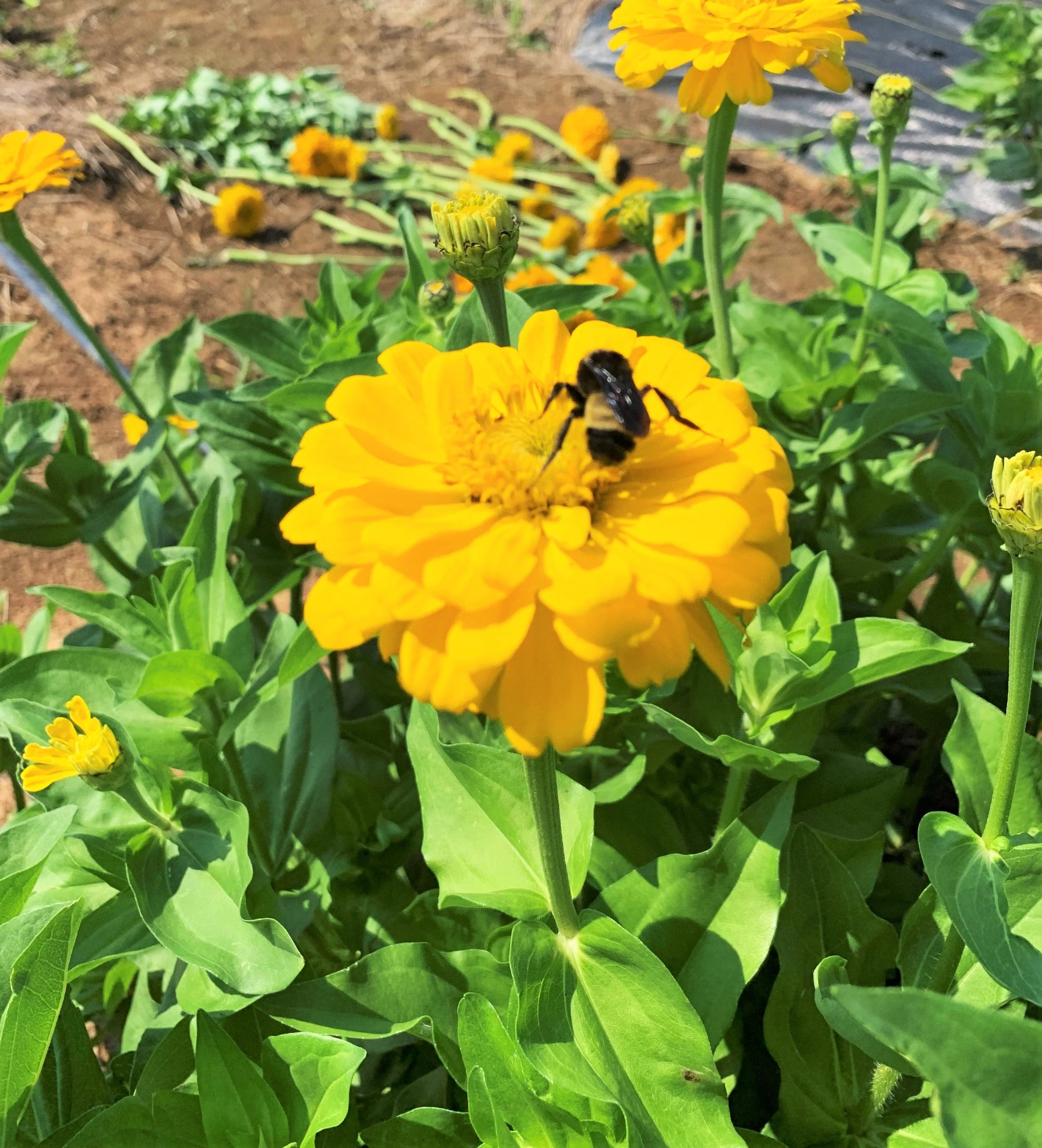 Canary Bird Zinnia - Image 4