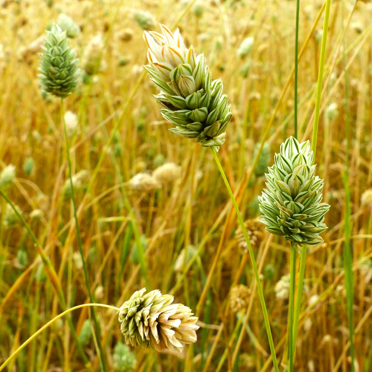 Canary Grass