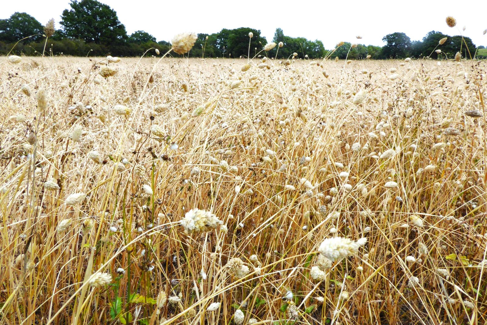Canary Grass - Image 10