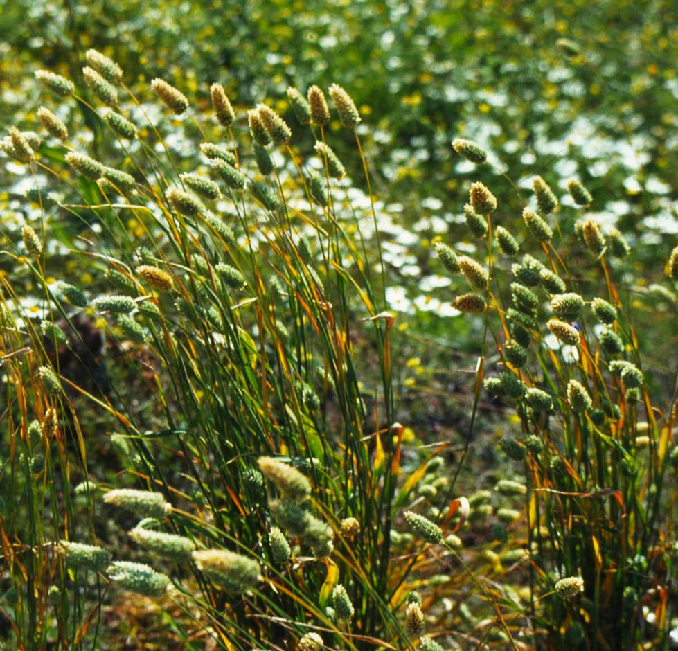 Canary Grass - Image 2