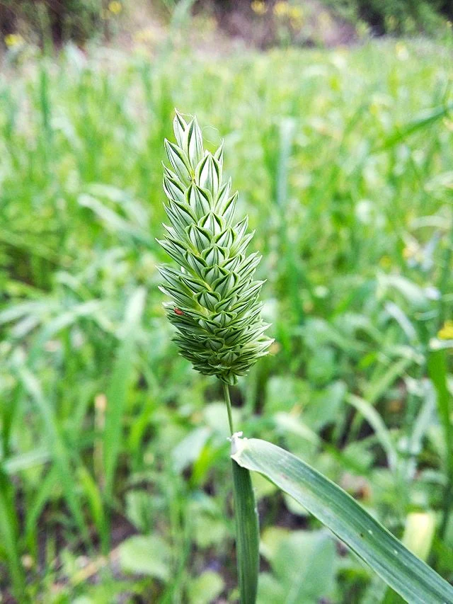 Canary Grass - Image 3