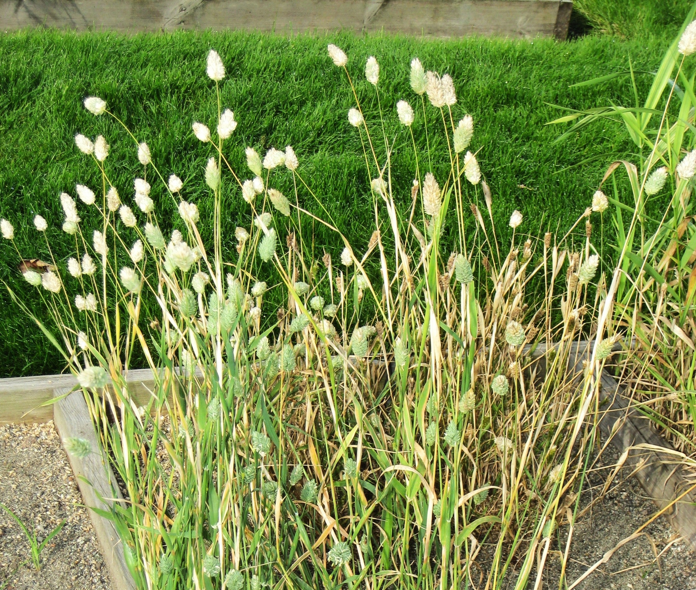 Canary Grass - Image 4