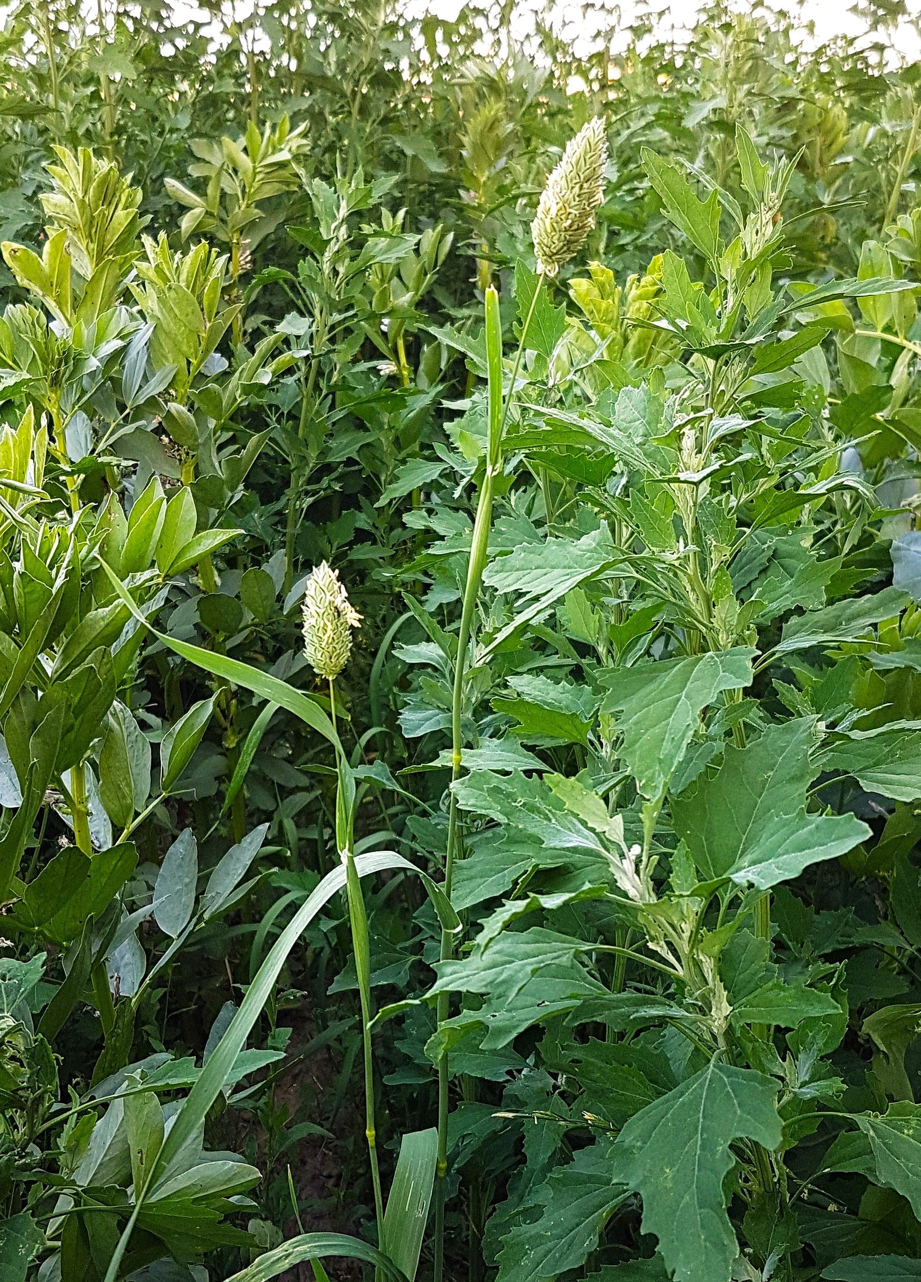 Canary Grass - Image 5