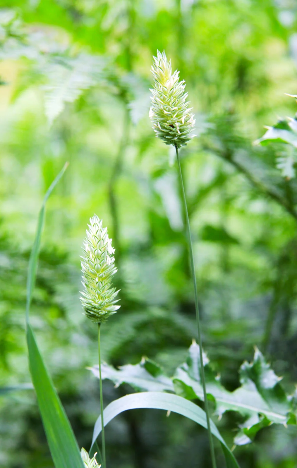 Canary Grass - Image 6