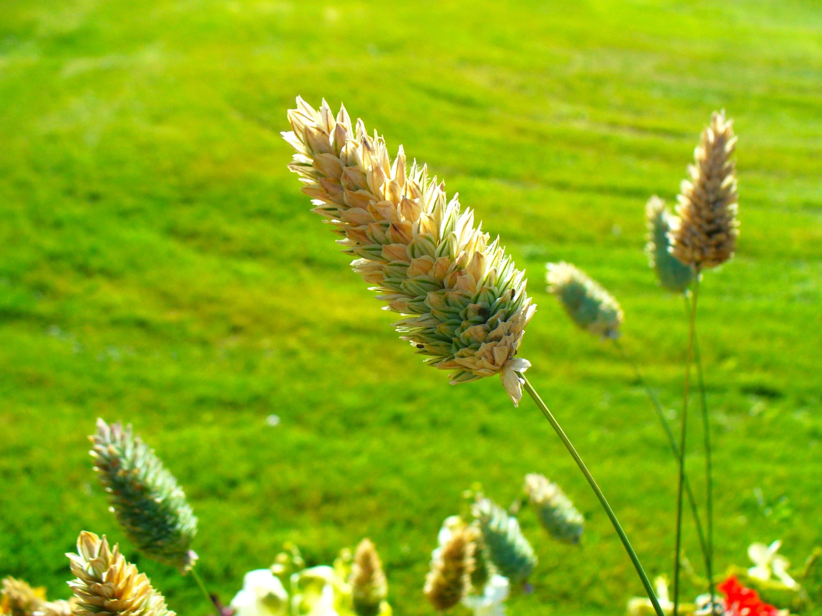 Canary Grass - Image 8