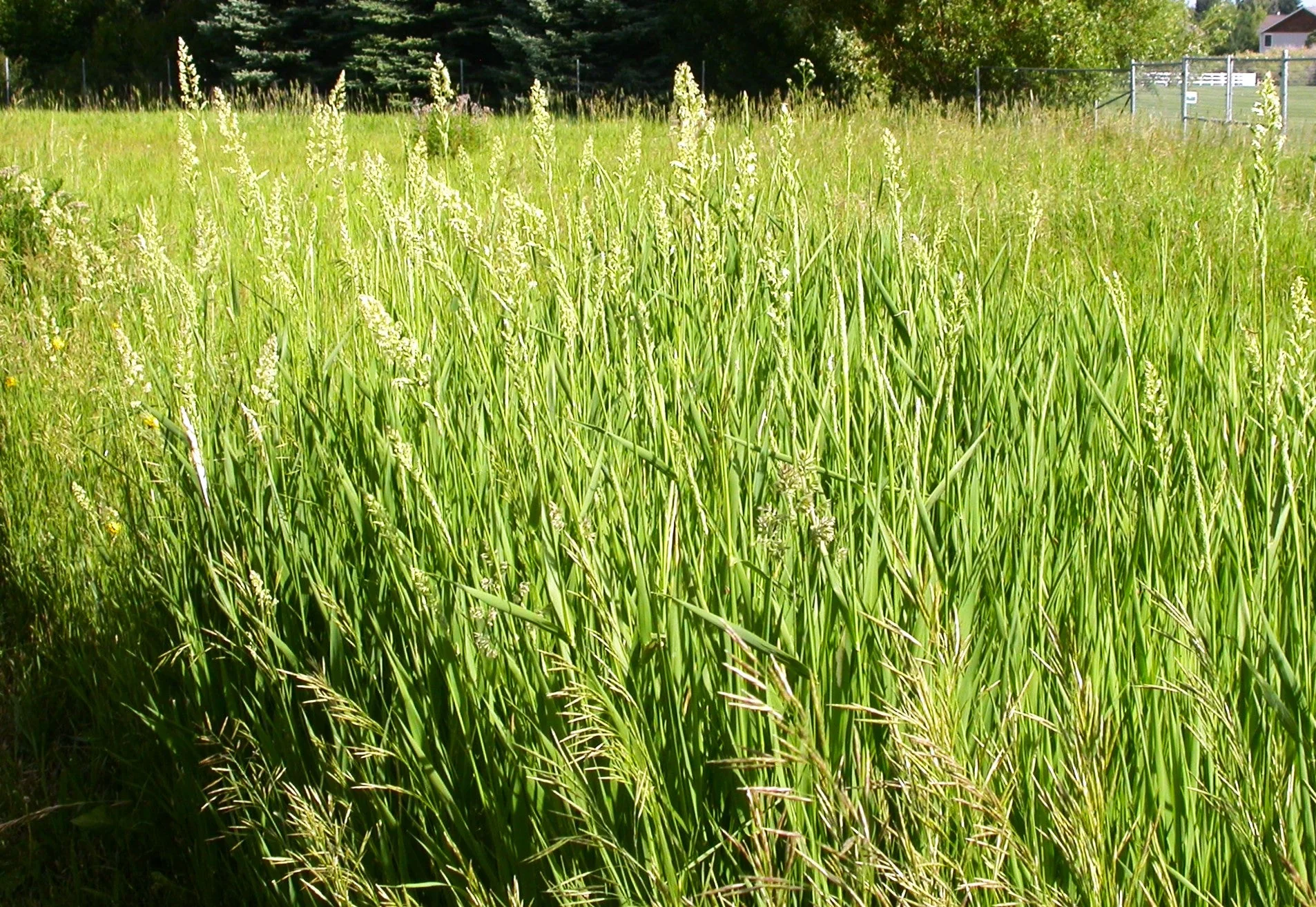 Canary Grass - Image 9