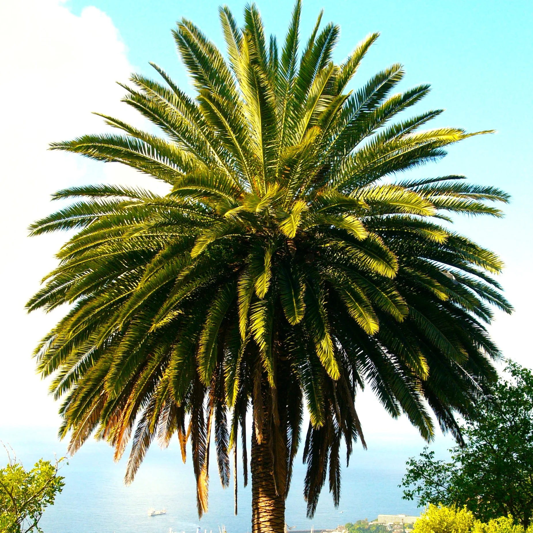Canary Island Date Palm Tree