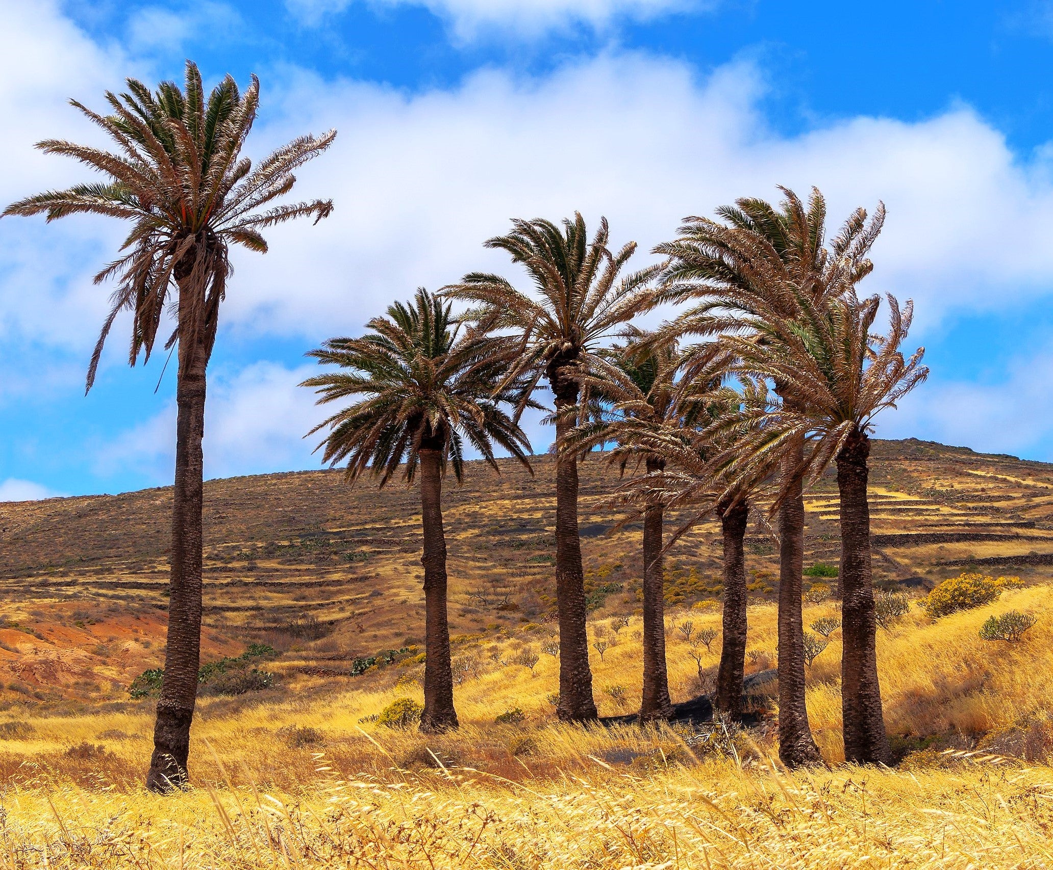 Canary Island Date Palm Tree - Image 10