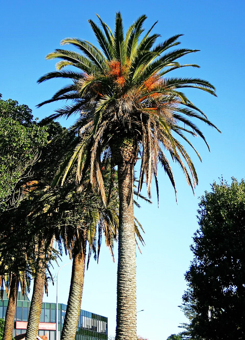 Canary Island Date Palm Tree - Image 2