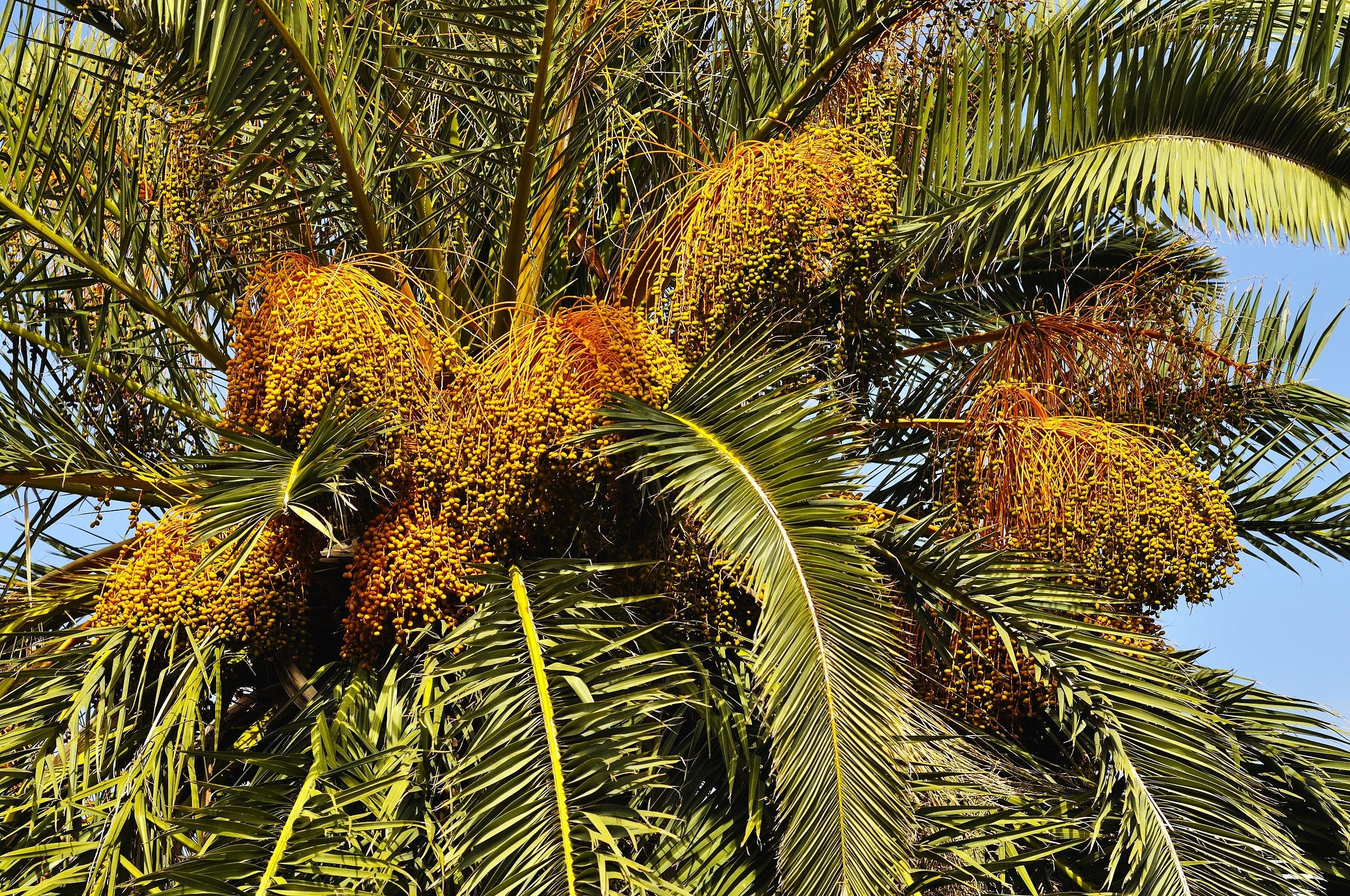 Canary Island Date Palm Tree - Image 4