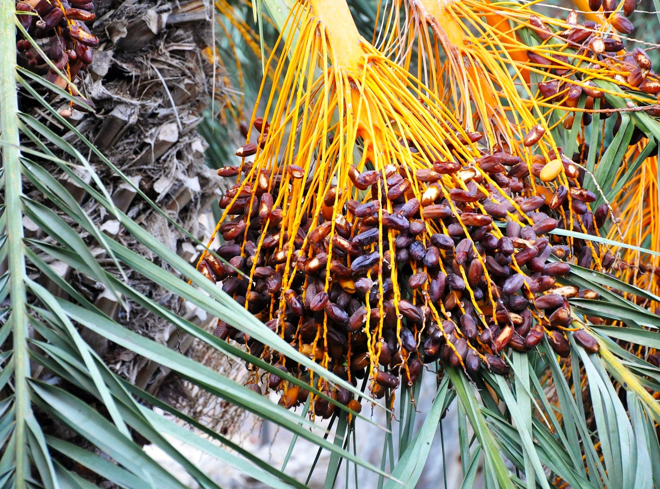 Canary Island Date Palm Tree - Image 5