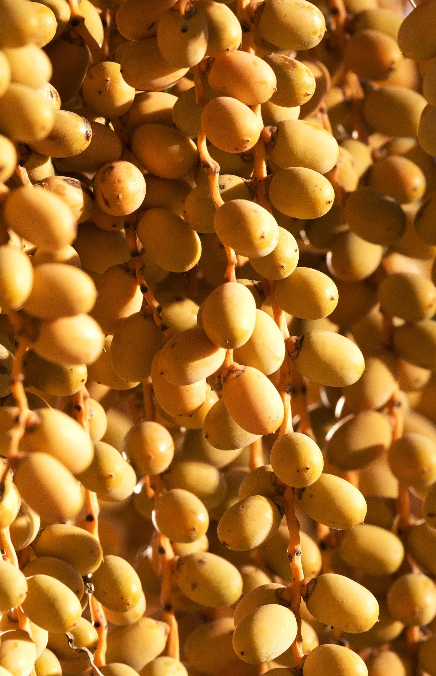 Canary Island Date Palm Tree - Image 6