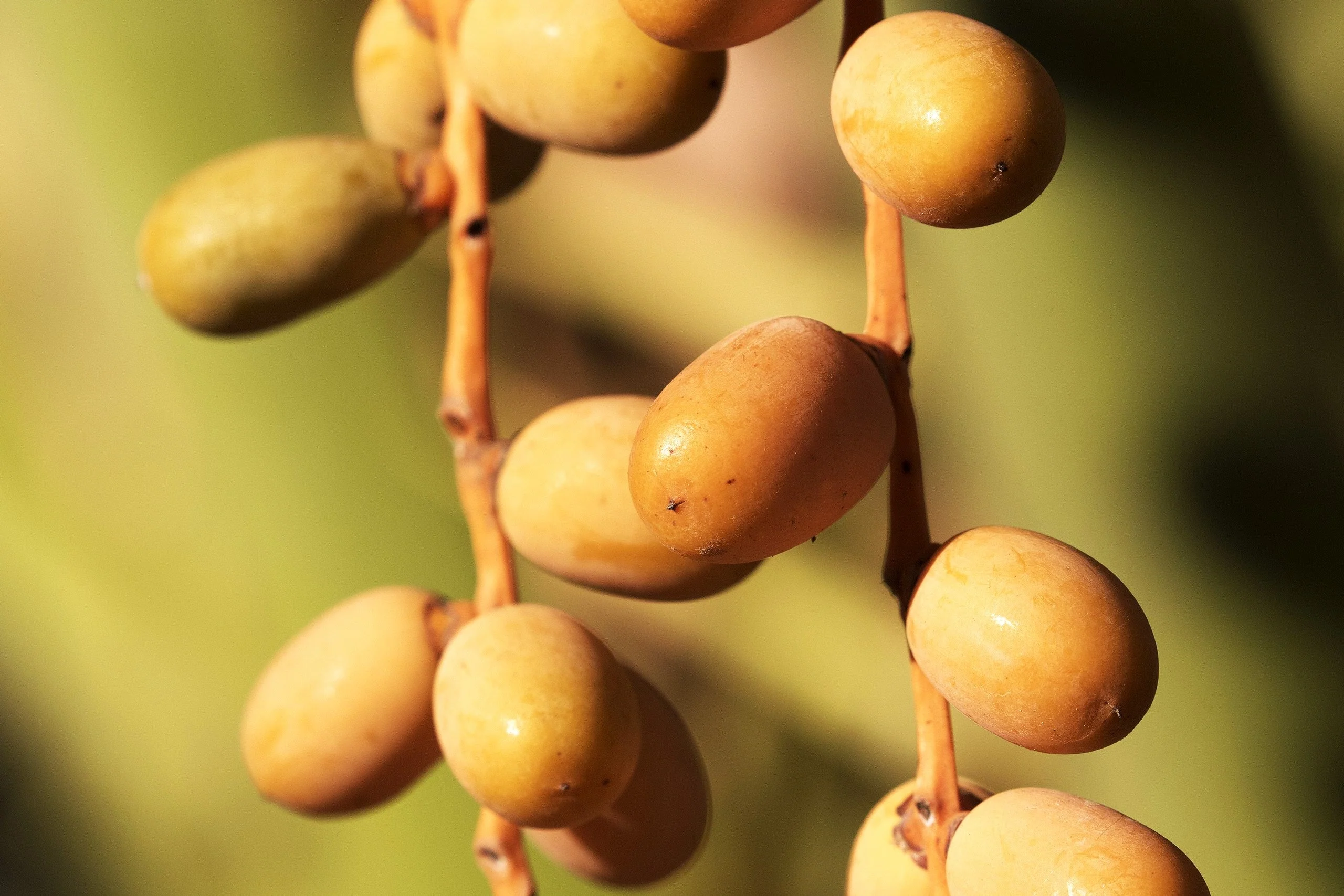 Canary Island Date Palm Tree - Image 7