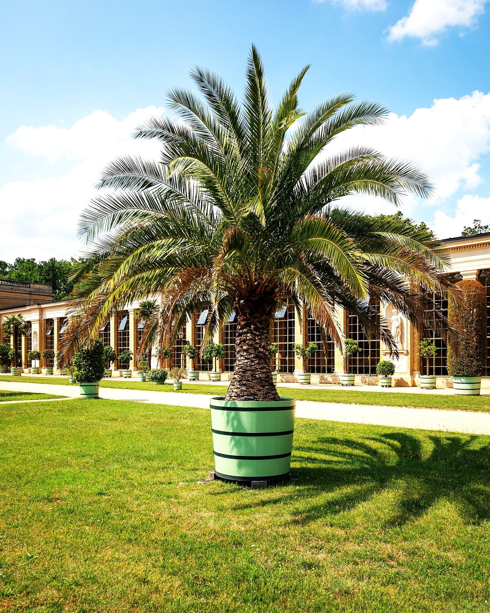 Canary Island Date Palm Tree - Image 8
