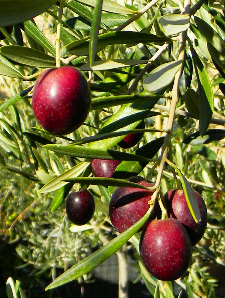 Canino Olive Tree - Image 4