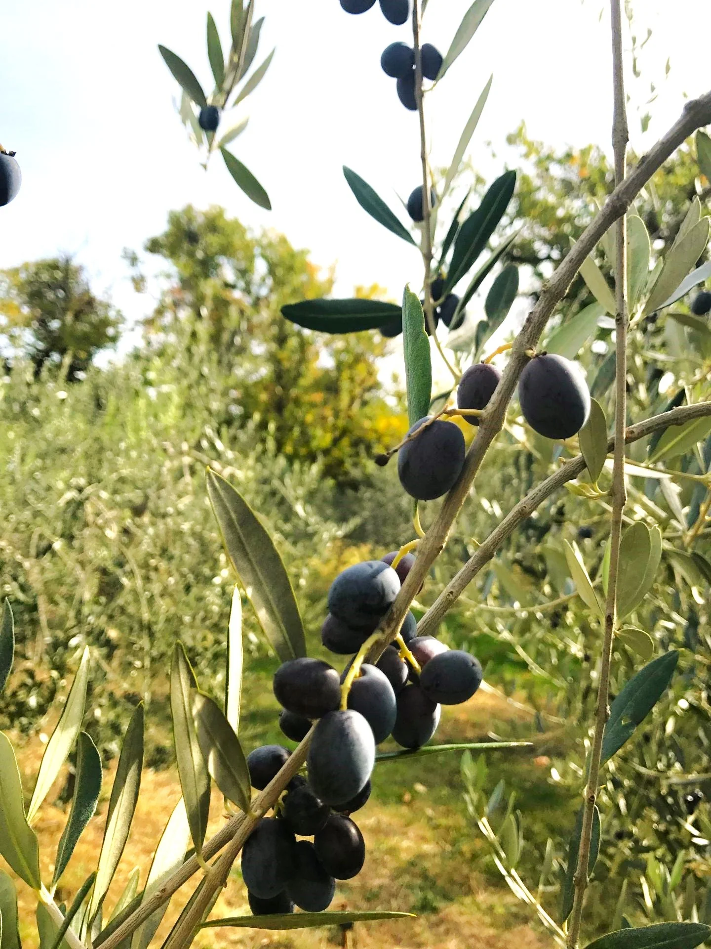 Canino Olive Tree - Image 5