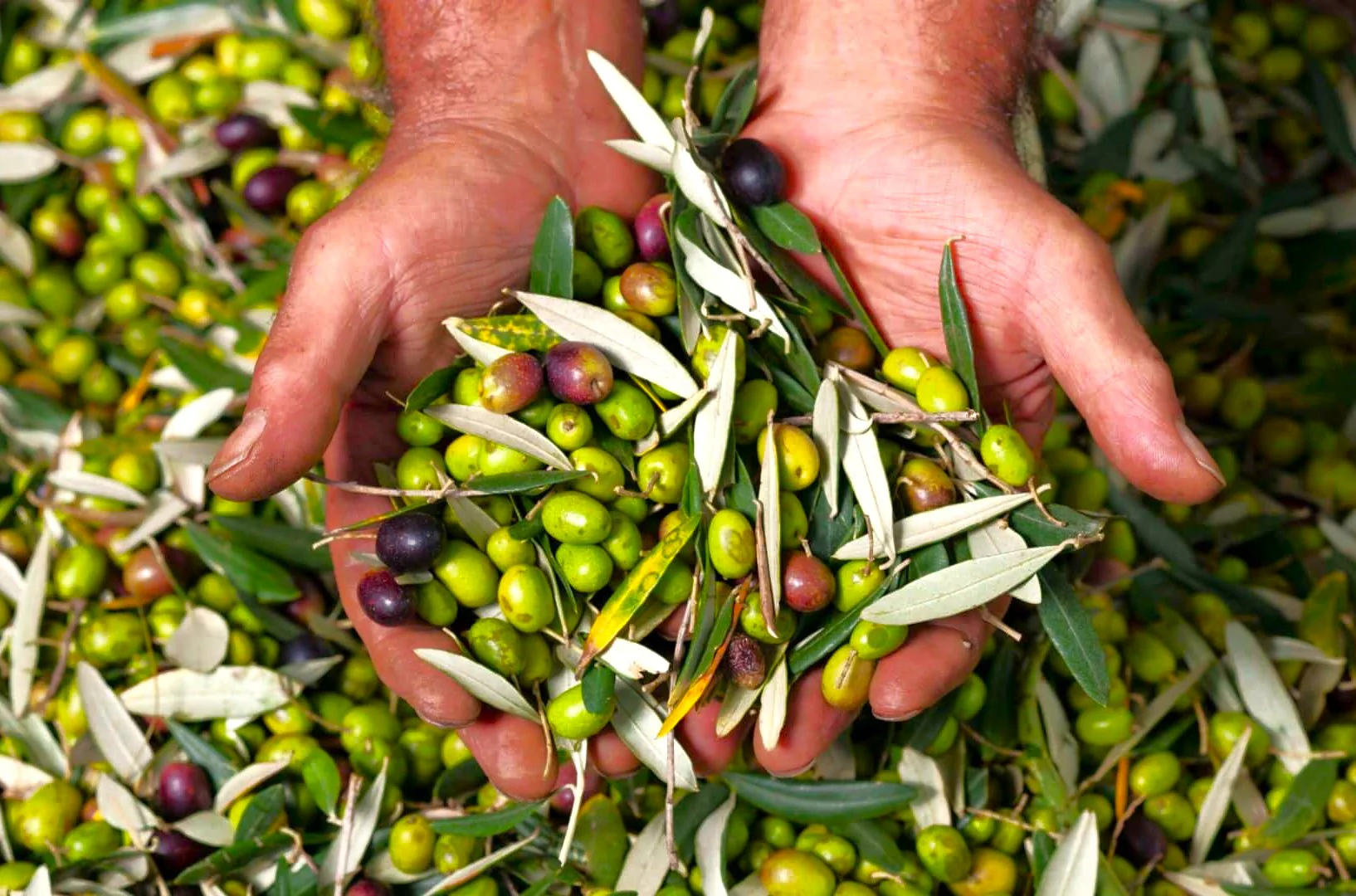 Canino Olive Tree - Image 6