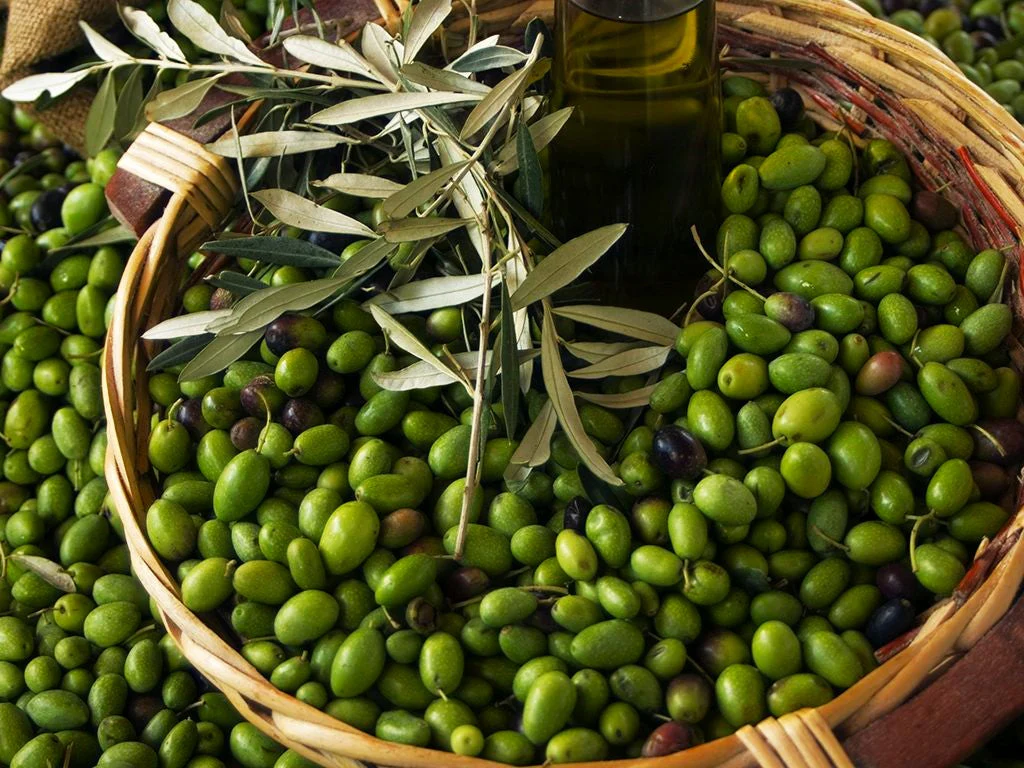Canino Olive Tree - Image 7