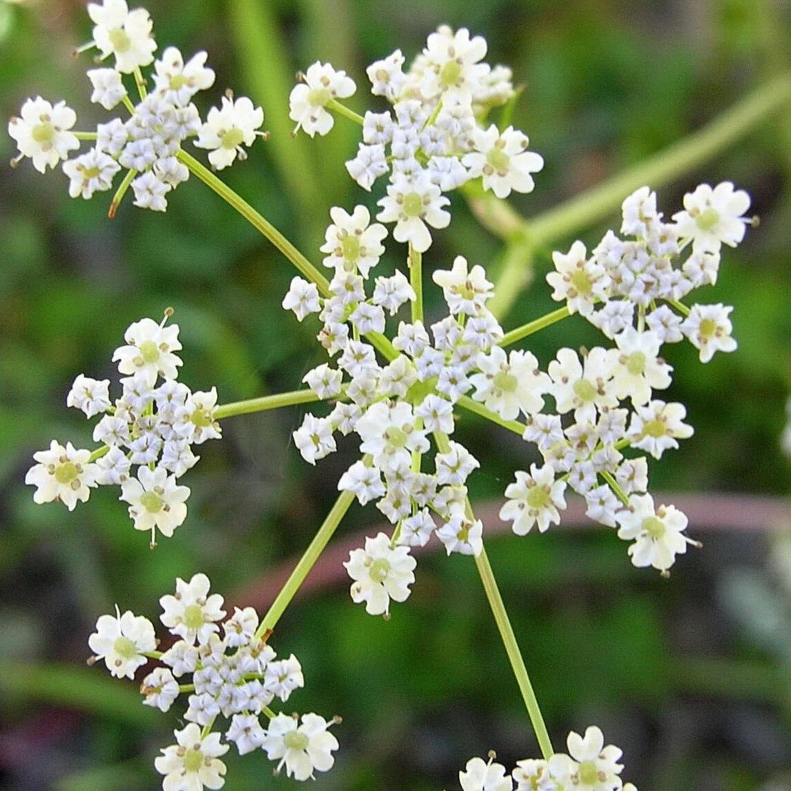 Caraway