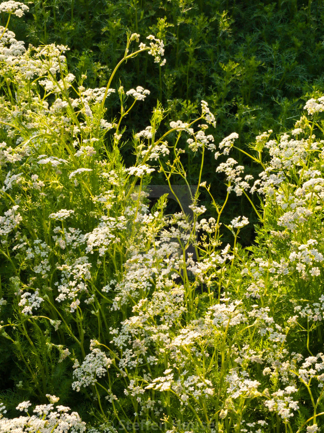 Caraway - Image 2