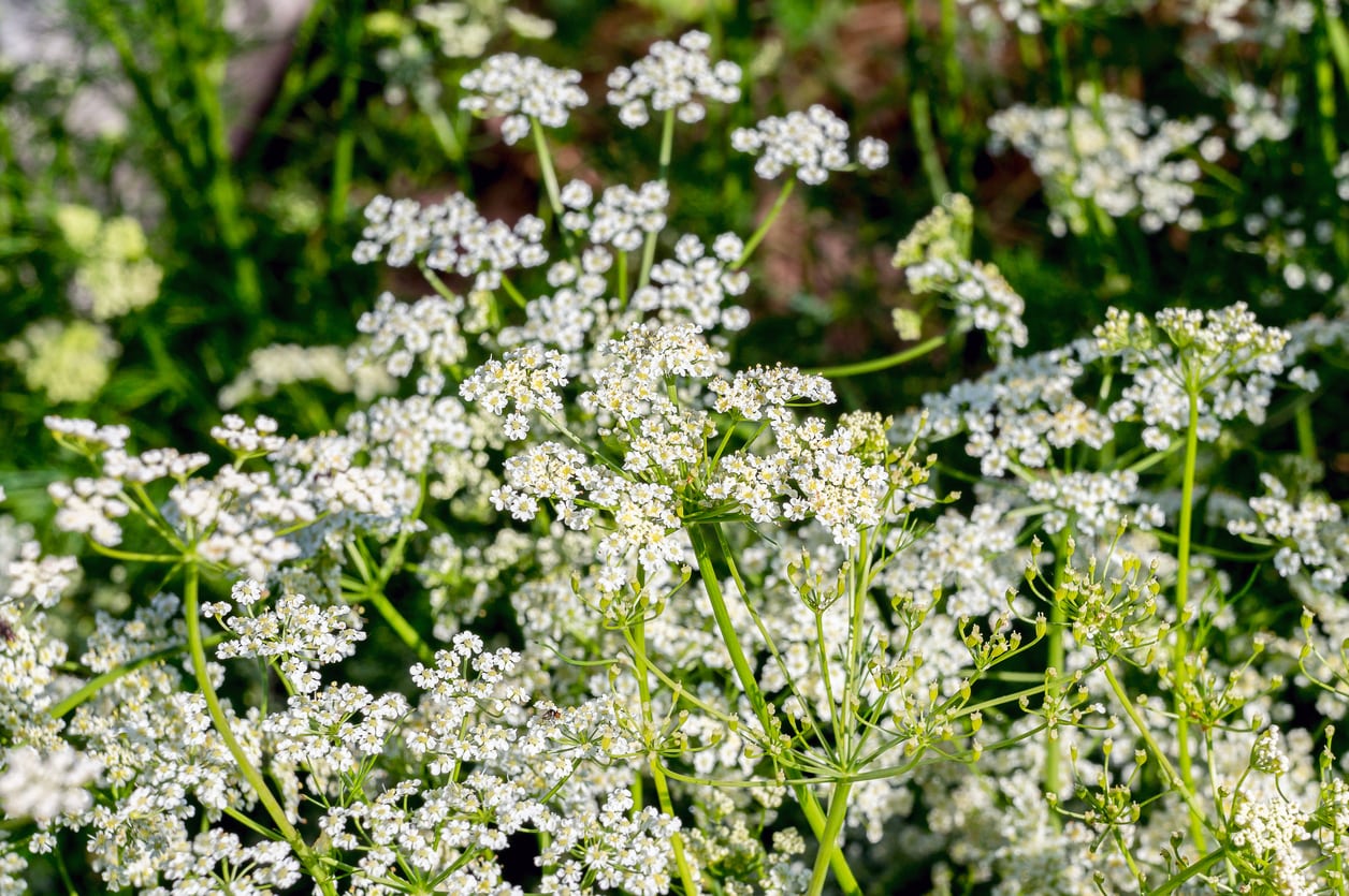 Caraway - Image 3