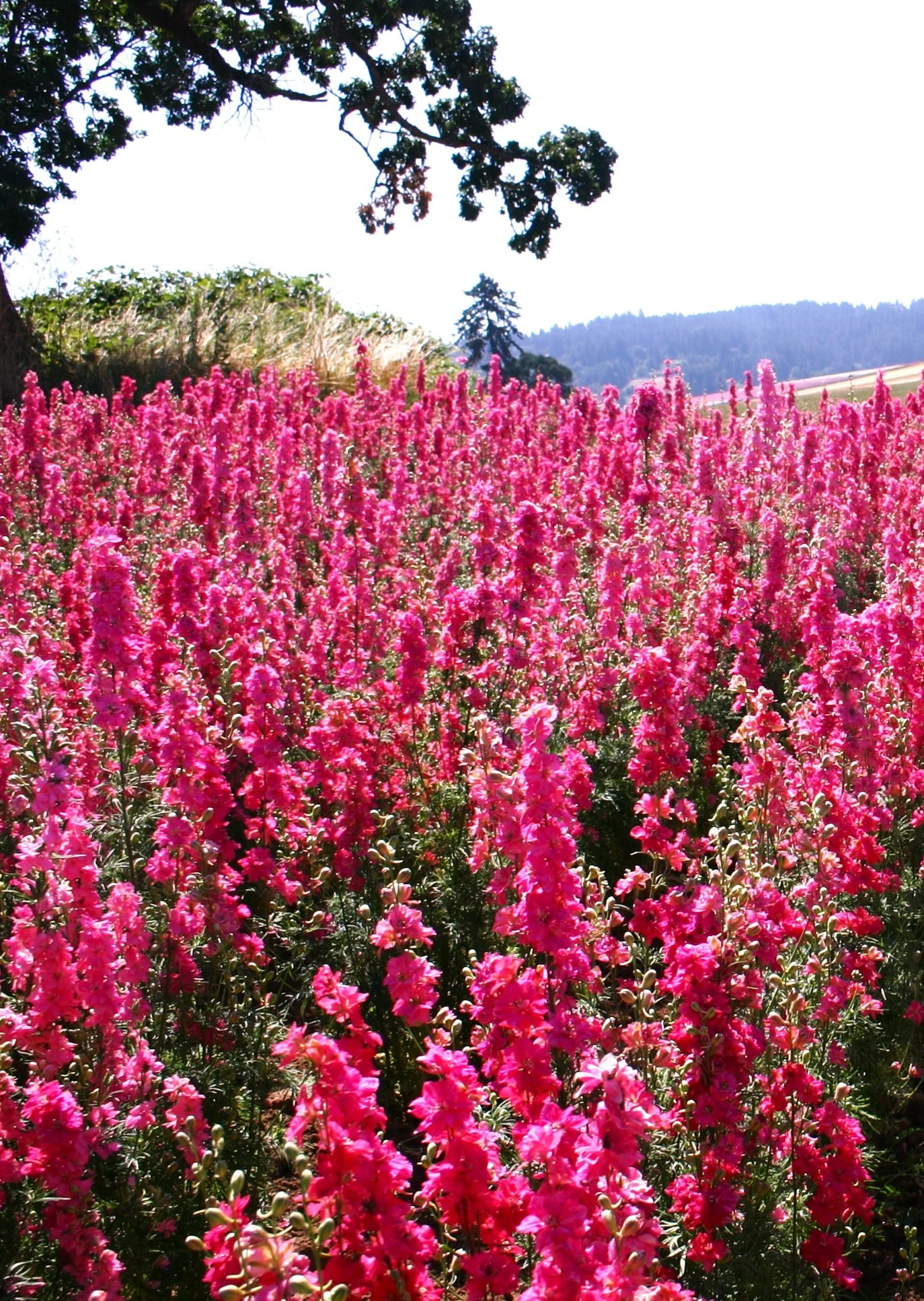 Carmine King Rocket Larkspur - Image 3