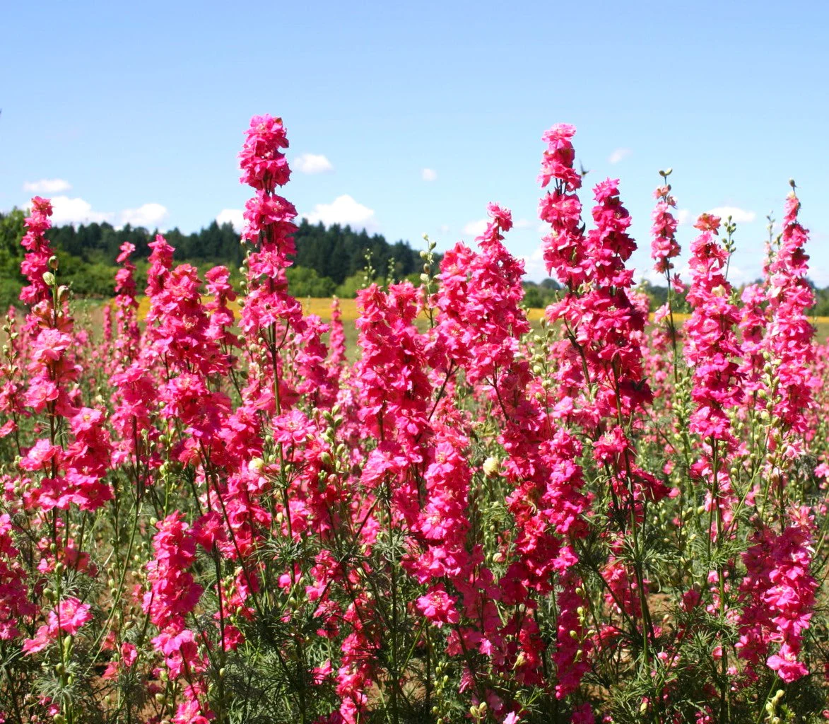 Carmine King Rocket Larkspur - Image 4