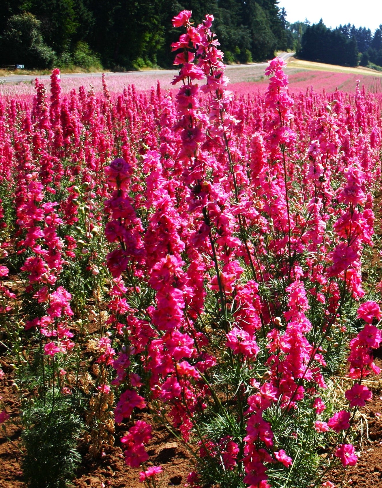 Carmine King Rocket Larkspur - Image 5
