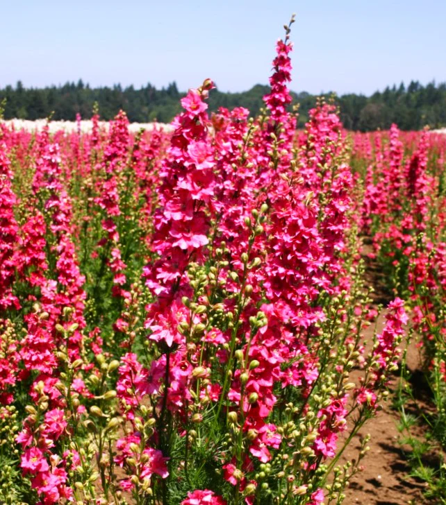 Carmine King Rocket Larkspur - Image 6