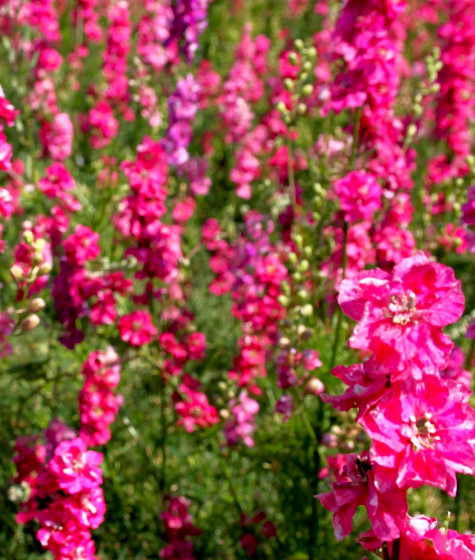 Carmine King Rocket Larkspur - Image 7