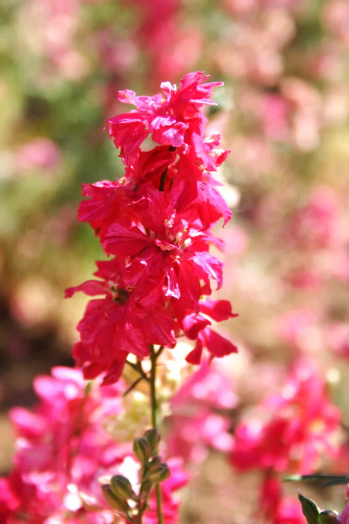 Carmine King Rocket Larkspur - Image 8