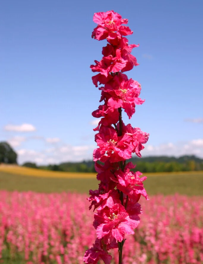 Carmine King Rocket Larkspur - Image 9