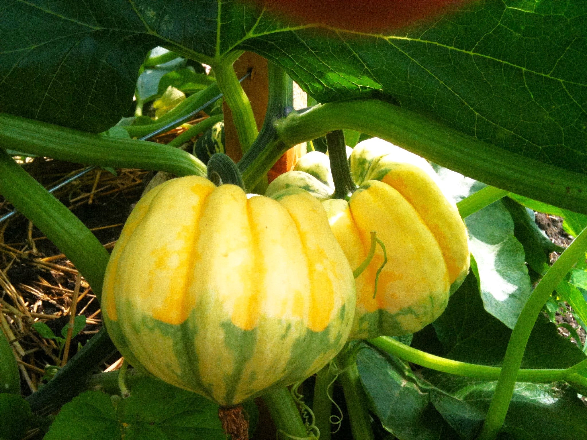 Carnival Squash - Image 2