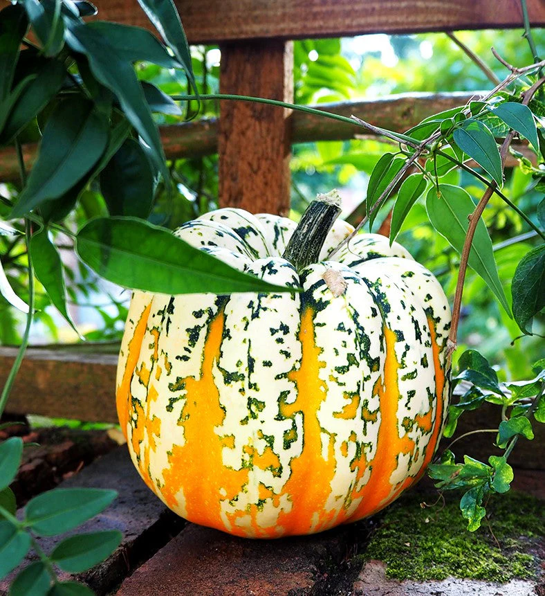 Carnival Squash - Image 3