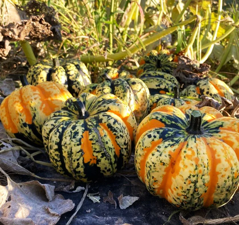 Carnival Squash - Image 4