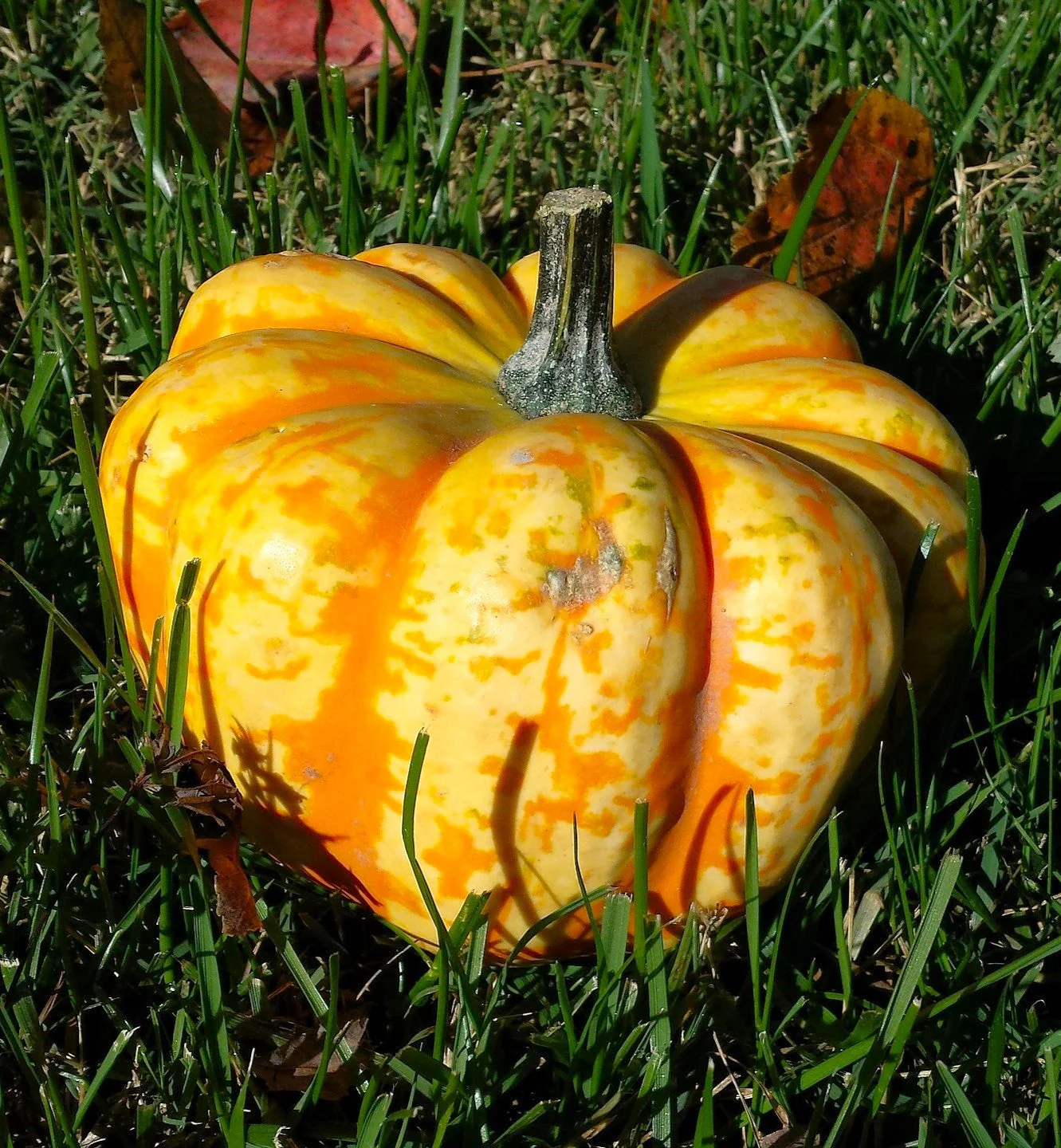 Carnival Squash - Image 5