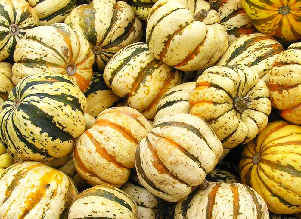 Carnival Squash - Image 6