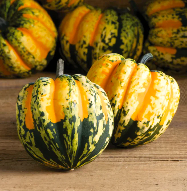 Carnival Squash - Image 8
