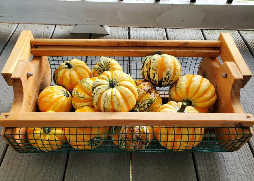 Carnival Squash - Image 9