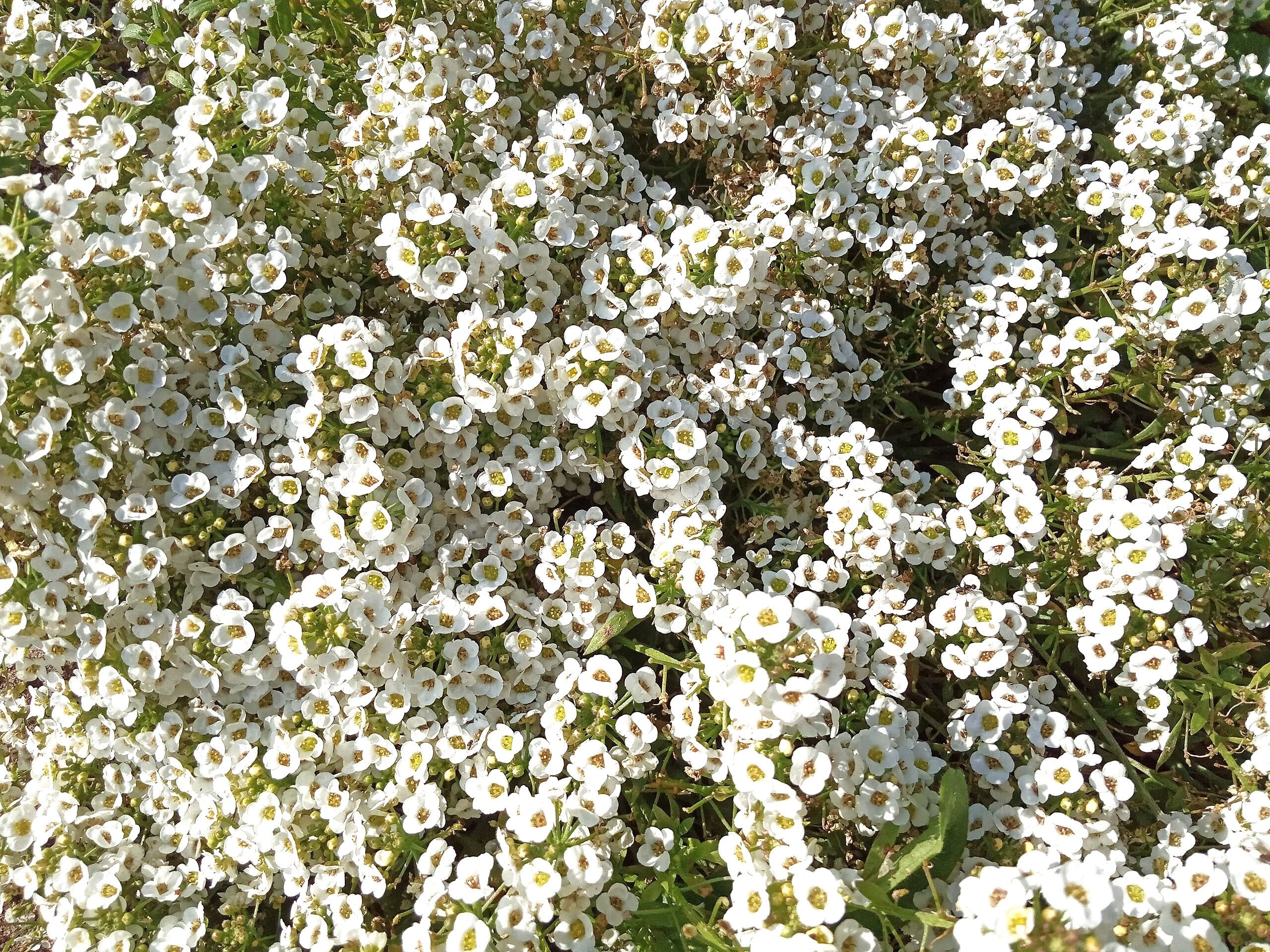 Carpet of Snow Sweet Alyssum - Image 2