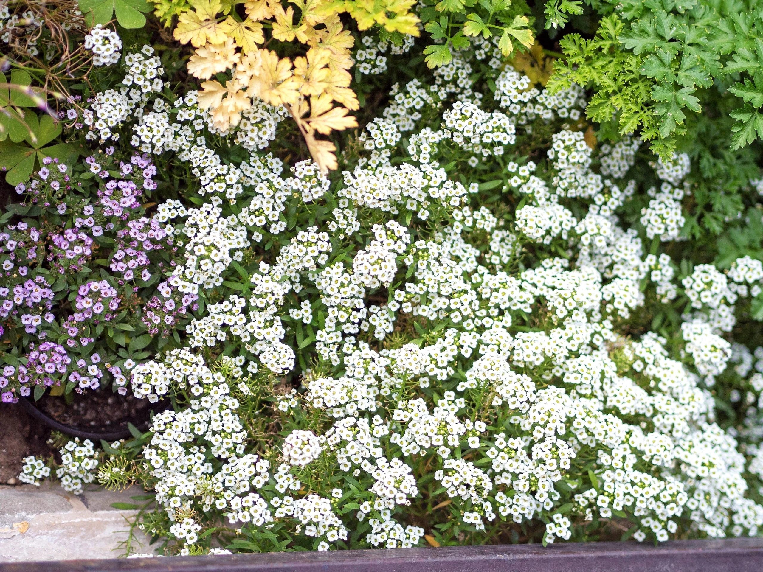 Carpet of Snow Sweet Alyssum - Image 3