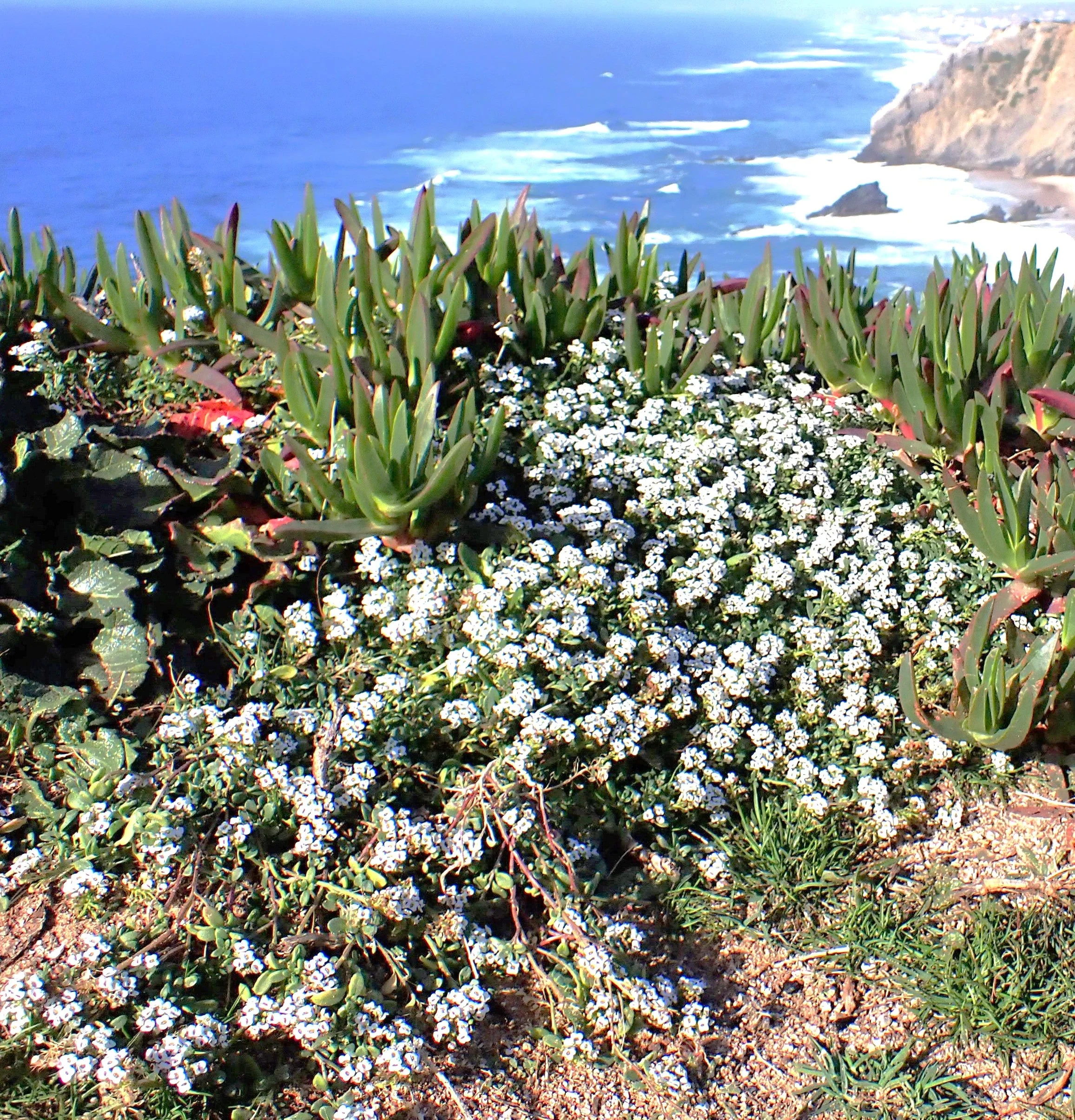 Carpet of Snow Sweet Alyssum - Image 4
