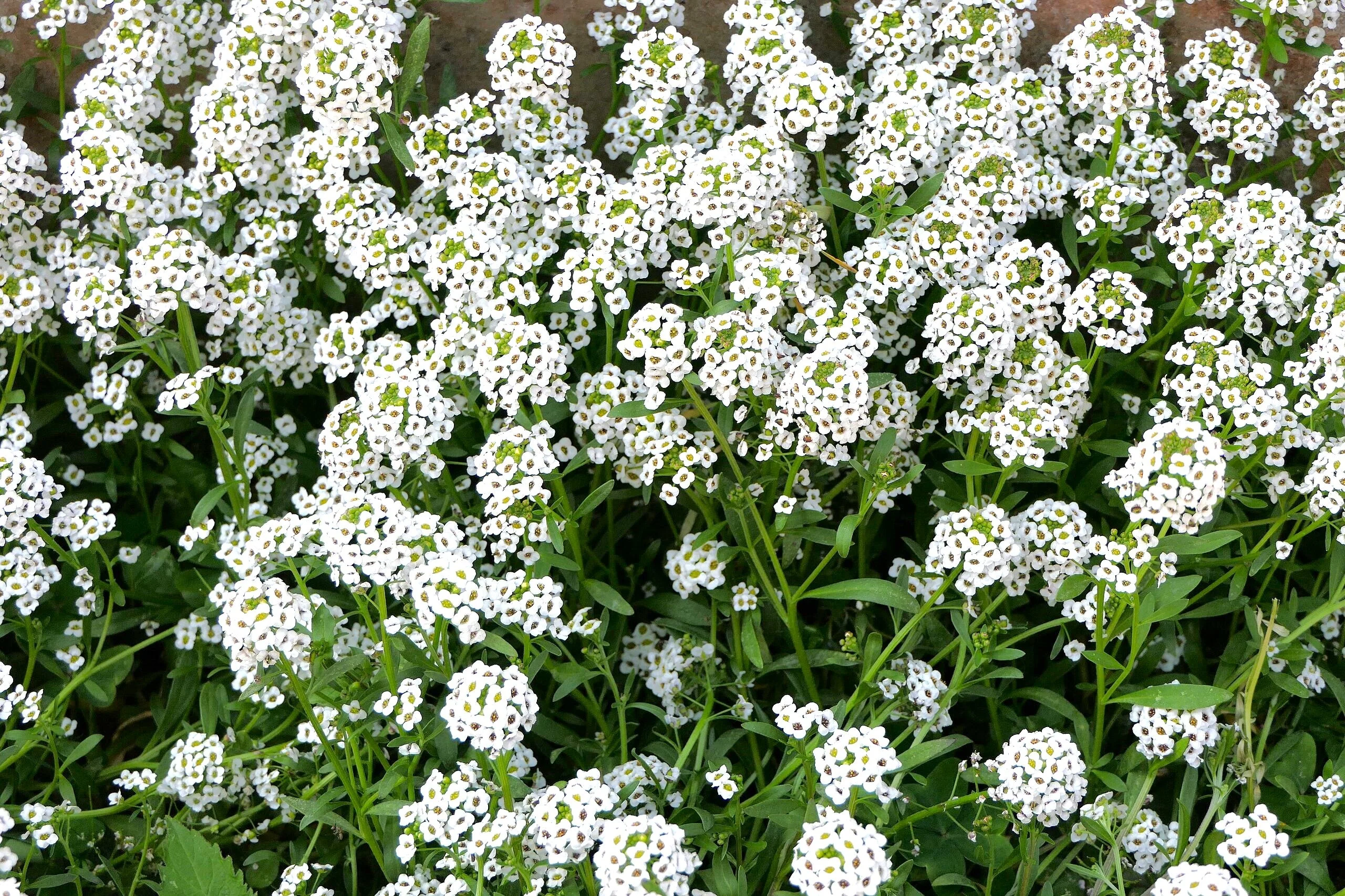Carpet of Snow Sweet Alyssum - Image 5