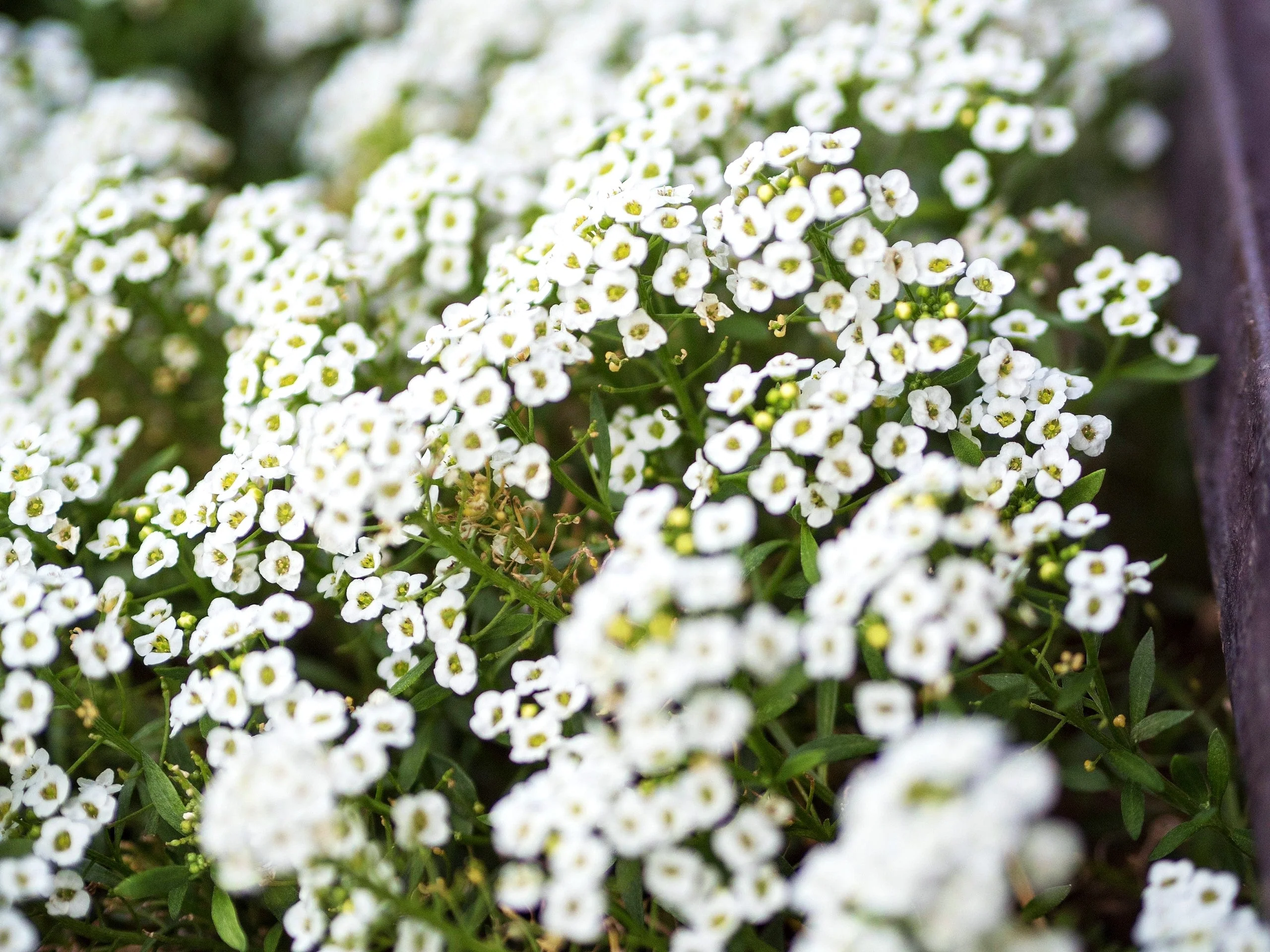 Carpet of Snow Sweet Alyssum - Image 6