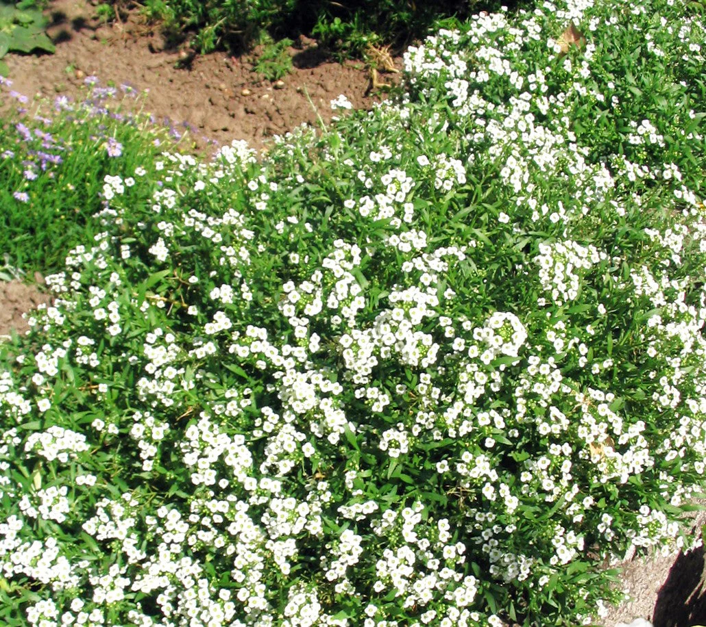 Carpet of Snow Sweet Alyssum - Image 7