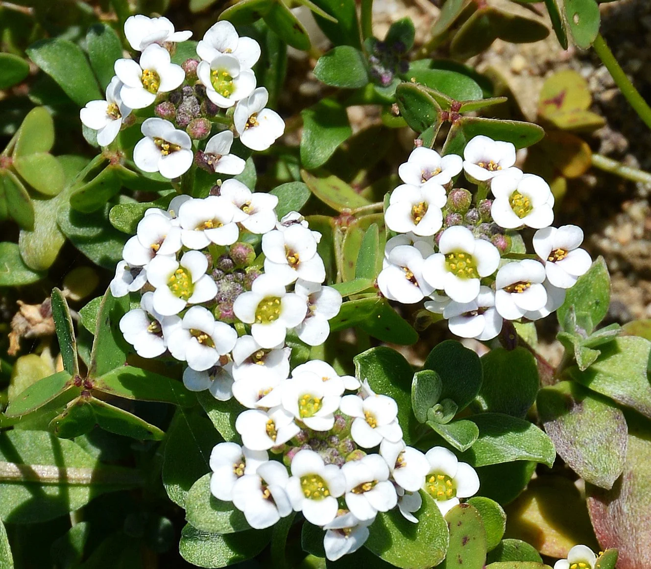 Carpet of Snow Sweet Alyssum - Image 8
