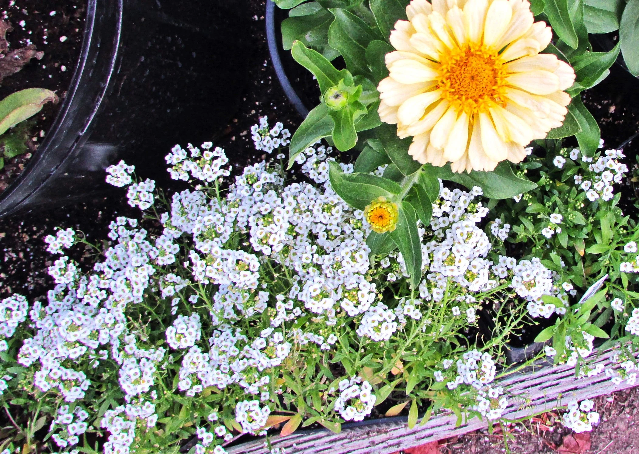 Carpet of Snow Sweet Alyssum - Image 9