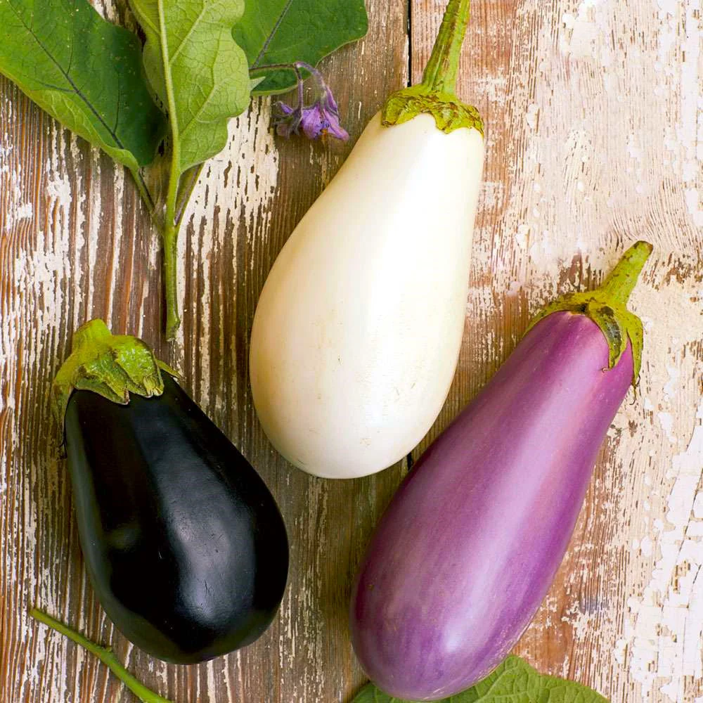 Casper White Eggplant - Image 9