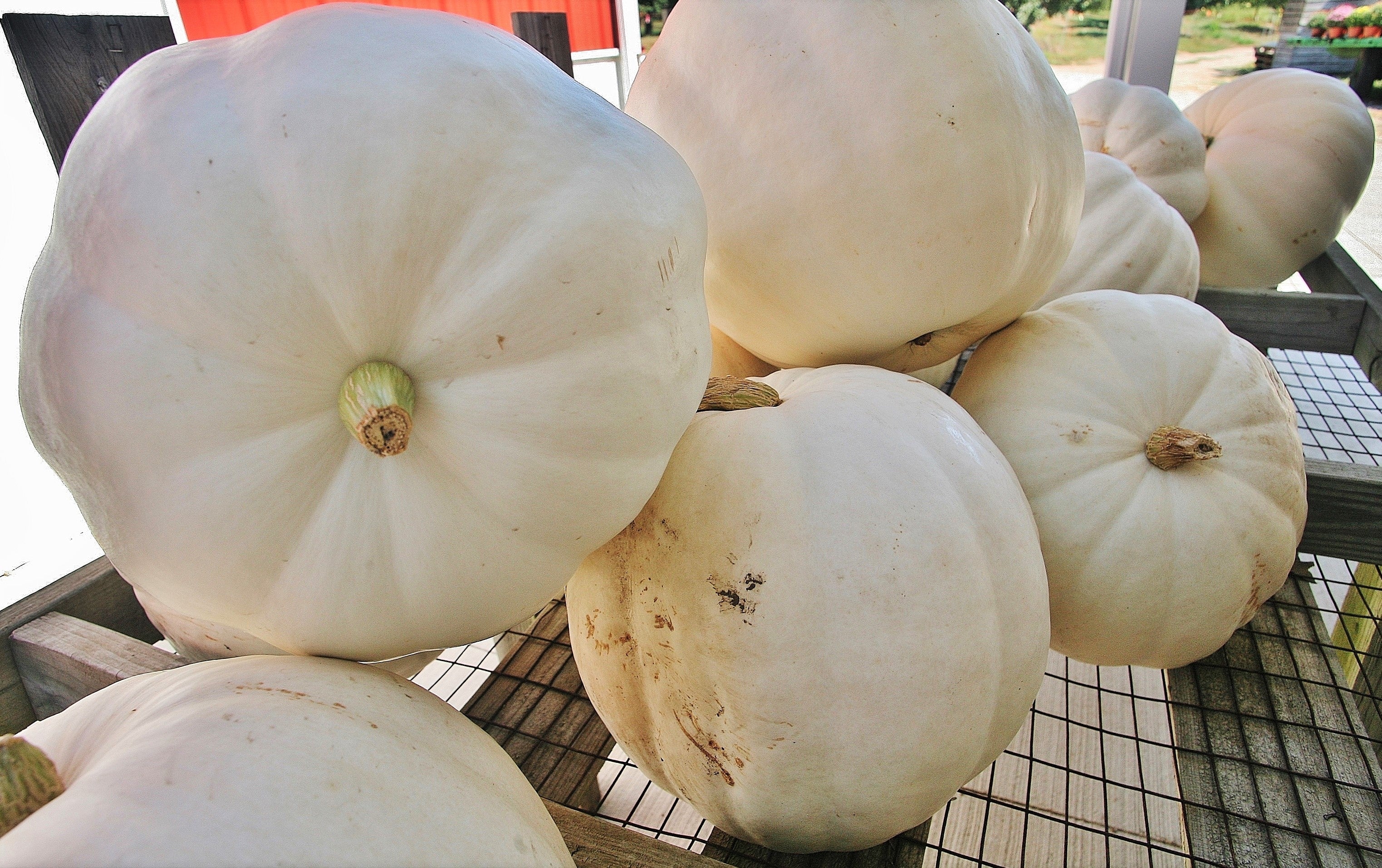 Casper White Pumpkin - Image 3